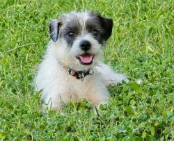 Shelter Stray Male Dog last seen Near BLOCK WAVERLY, 4710 TX-151, San Antonio, TX 78227, USA