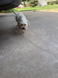 Found/Stray Male Dog last seen 14th st and 14th place Del city, Del City, OK 73115