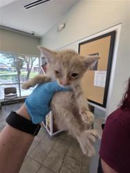 Shelter Stray Female Cat last seen TEZEL & CULEBRA, 4710 TX-151, San Antonio, TX 78227, USA
