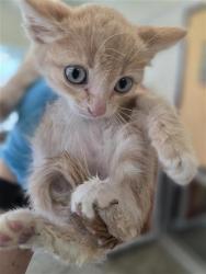 Shelter Stray Male Cat last seen TEZEL & CULEBRA, 4710 TX-151, San Antonio, TX 78227, USA