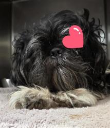 Shelter Stray Female Dog last seen VILLARET & ZARZAMORA, 4710 TX-151, San Antonio, TX 78227, USA