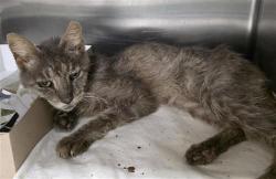 Shelter Stray Male Cat last seen Near BLOCK PECAN GROVE BLVD, 4710 TX-151, San Antonio, TX 78227, USA