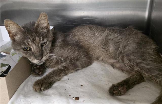 Shelter Stray Male Cat last seen Near BLOCK PECAN GROVE BLVD, 4710 TX-151, San Antonio, TX 78227, USA