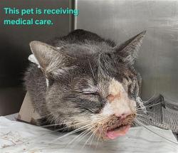 Shelter Stray Unknown Cat last seen WEISMAN & ROGERS, 4710 TX-151, San Antonio, TX 78227, USA