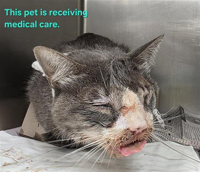 Shelter Stray Unknown Cat last seen WEISMAN & ROGERS, 4710 TX-151, San Antonio, TX 78227, USA