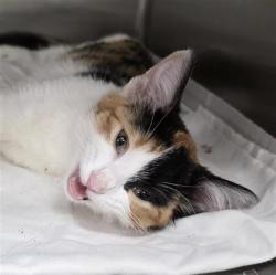 Shelter Stray Female Cat last seen MANOR CREEK, 4710 TX-151, San Antonio, TX 78227, USA