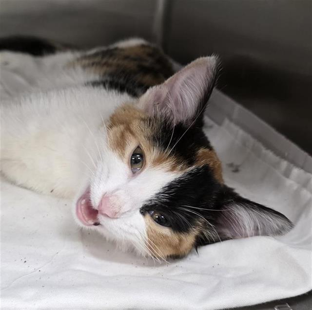 Shelter Stray Female Cat last seen MANOR CREEK, 4710 TX-151, San Antonio, TX 78227, USA