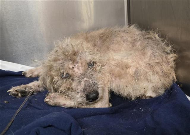 Shelter Stray Female Dog last seen Near BLOCK BUENA VISTA ST, 4710 TX-151, San Antonio, TX 78227, USA