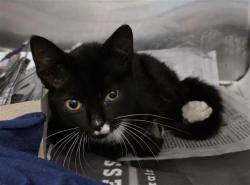 Shelter Stray Female Cat last seen MILVID AND HURON, 4710 TX-151, San Antonio, TX 78227, USA