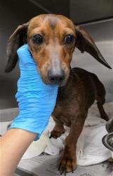 Shelter Stray Female Dog last seen , 4710 TX-151, San Antonio, TX 78227, USA