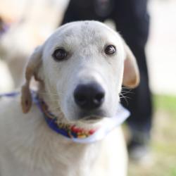 Shelter Stray Female Dog last seen Near BLOCK EXCELLENCE DR, 4710 TX-151, San Antonio, TX 78227, USA
