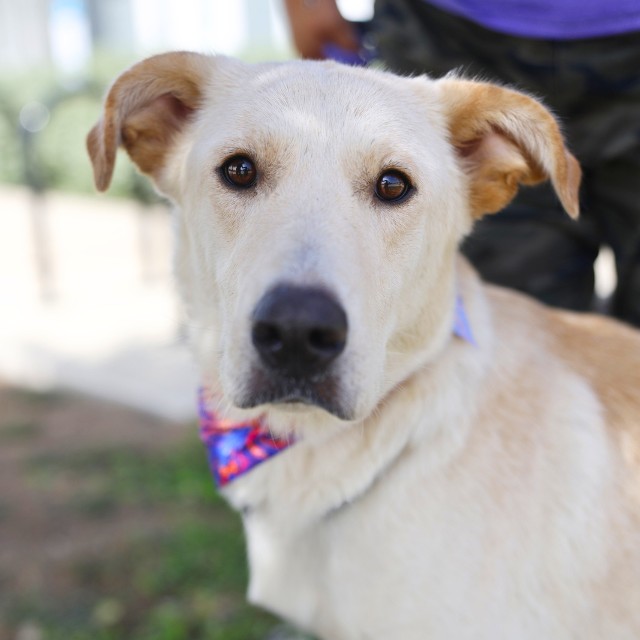 Shelter Stray Female Dog last seen Near BLOCK EXCELLENCE DR, 4710 TX-151, San Antonio, TX 78227, USA