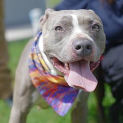 Shelter Stray Female Dog last seen Near BLOCK LAFFOON WAY, 4710 TX-151, San Antonio, TX 78227, USA