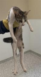 Shelter Stray Female Cat last seen , 4710 TX-151, San Antonio, TX 78227, USA