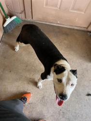 Shelter Stray Male Dog last seen Near BLOCK GELN IVY, 4710 TX-151, San Antonio, TX 78227, USA
