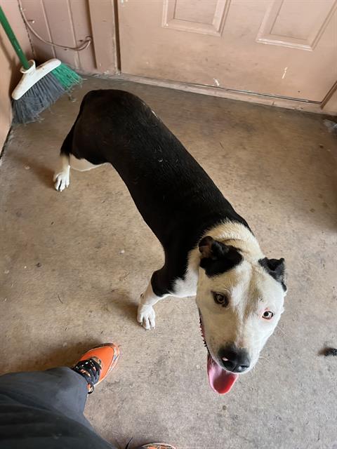 Shelter Stray Male Dog last seen Near BLOCK GELN IVY, 4710 TX-151, San Antonio, TX 78227, USA