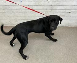 Shelter Stray Male Dog last seen BASELINE, 333 Chandler Pl, San Bernardino, CA 92408, USA