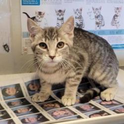 Shelter Stray Female Cat last seen Near BLOCK SW MILITARY, 4710 TX-151, San Antonio, TX 78227, USA