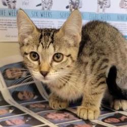 Shelter Stray Female Cat last seen Near BLOCK SW MILITARY, 4710 TX-151, San Antonio, TX 78227, USA