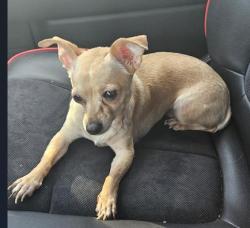 Shelter Stray Female Dog last seen BRAUN/GUAM, 4710 TX-151, San Antonio, TX 78227, USA