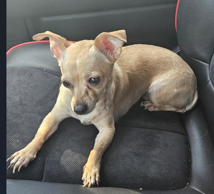 Shelter Stray Female Dog last seen BRAUN/GUAM, 4710 TX-151, San Antonio, TX 78227, USA