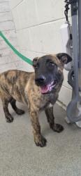 Shelter Stray Male Dog last seen SPERRY DR & FAIRWAY DR, COLTON, CA, 92324, USA, 333 Chandler Pl, San Bernardino, CA 92408, USA