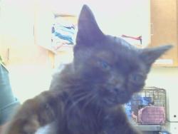 Shelter Stray Female Cat last seen N COUNTRY DR/SITTING BULL WY, 95843, 3839 Bradshaw Rd, Sacramento, CA 95827, USA