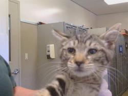 Shelter Stray Female Cat last seen N COUNTRY DR/SITTING BULL WY, 95843, 3839 Bradshaw Rd, Sacramento, CA 95827, USA