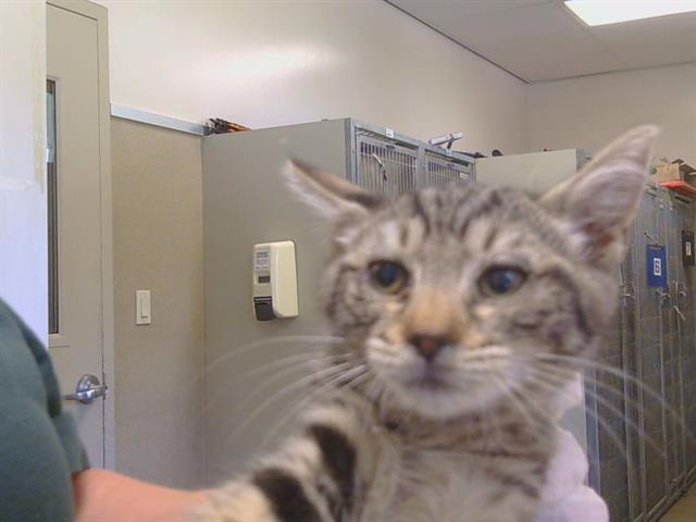 Shelter Stray Female Cat last seen N COUNTRY DR/SITTING BULL WY, 95843, 3839 Bradshaw Rd, Sacramento, CA 95827, USA