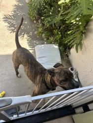 Reunited Male Dog last seen Caminito Septimo, Encinitas, CA 92007