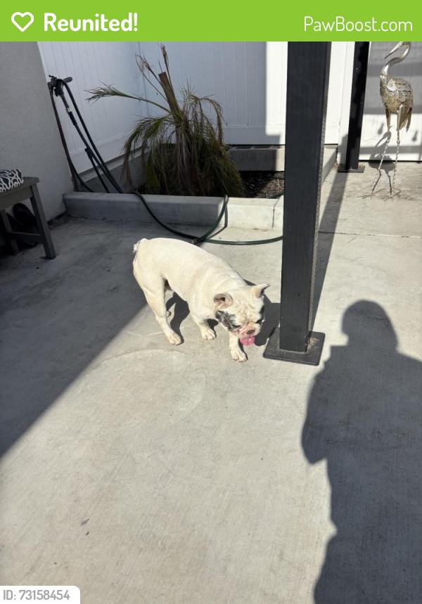 Reunited Male Dog last seen Near S Bandini St, San Pedro, CA 90731, USA, San Pedro, CA 90731
