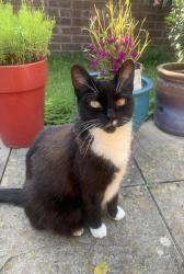 Lost Female Cat last seen Mortlake Drive & Western Road, Greater London, England 