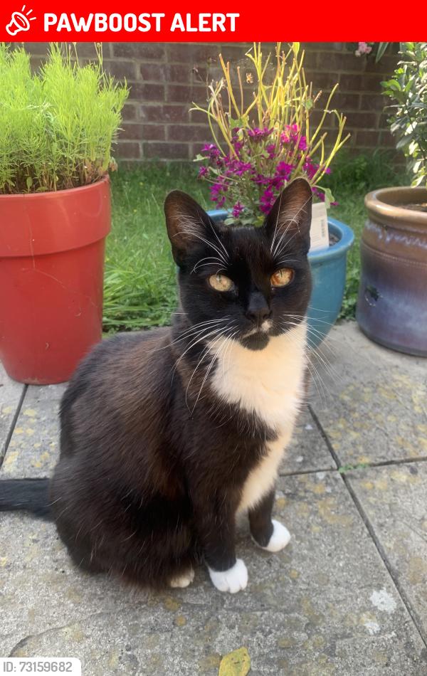 Lost Female Cat last seen Mortlake Drive & Western Road, Greater London, England 
