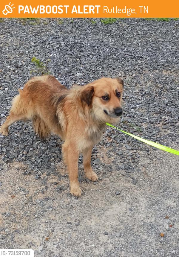 Found/Stray Male Dog last seen Near Oak Road, Rutledge, TN, Rutledge, TN 37861