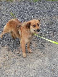 Found/Stray Male Dog last seen Near Oak Road, Rutledge, TN, Rutledge, TN 37861