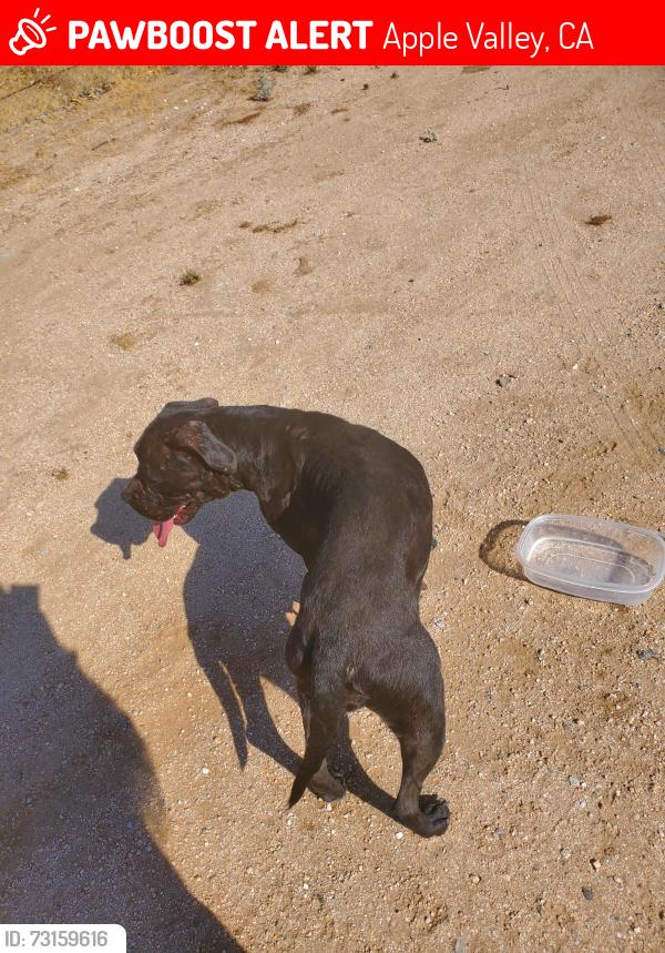 Lost Female Dog last seen Central, Apple Valley, CA 92308