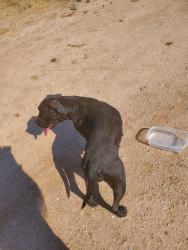 Lost Female Dog last seen Central, Apple Valley, CA 92308