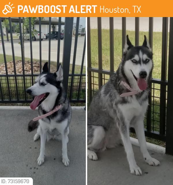 Found/Stray Female Dog last seen Klein Forest high school, Houston, TX 77066