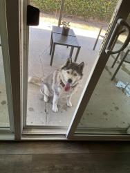 Found/Stray Female Dog last seen Grandview and Brookport, Covina, CA 91722