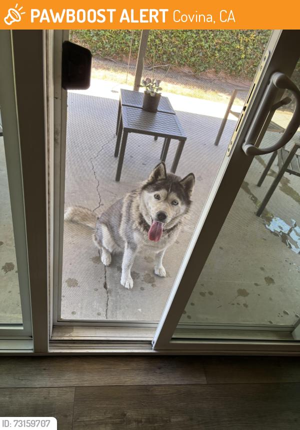 Found/Stray Female Dog last seen Grandview and Brookport, Covina, CA 91722
