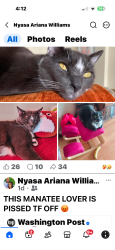 Lost Male Cat last seen Brighton ave, Syracuse, NY 13210