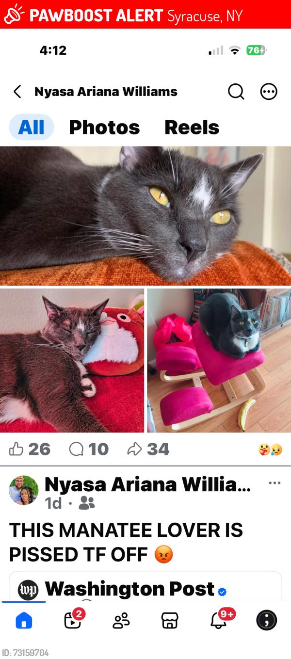Lost Male Cat last seen Brighton ave, Syracuse, NY 13210