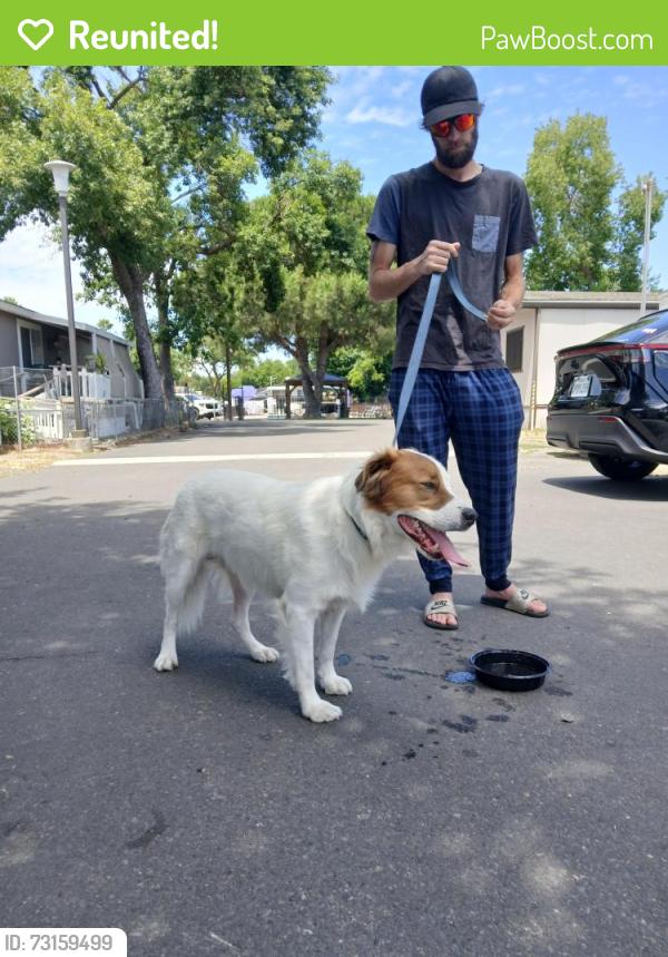 Reunited Male Dog last seen Eleven Oaks Mobile home park, North Highlands, CA 95660