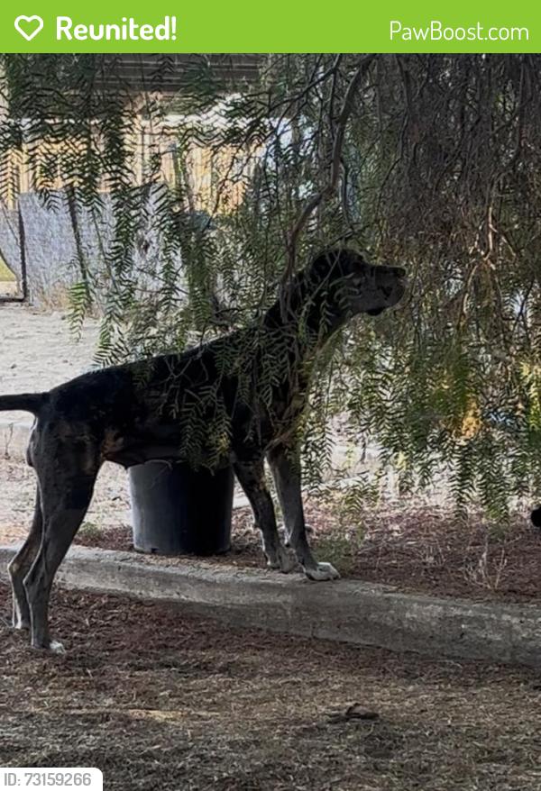 Reunited Female Dog last seen Thomas Rivera Middle School, Perris, CA 92570