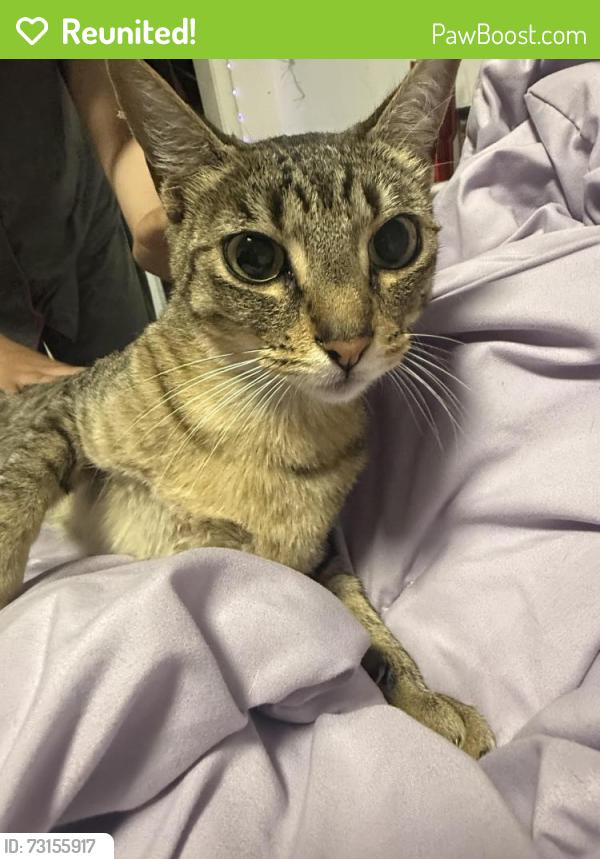 Reunited Female Cat last seen White rd, San Jose, CA 95127