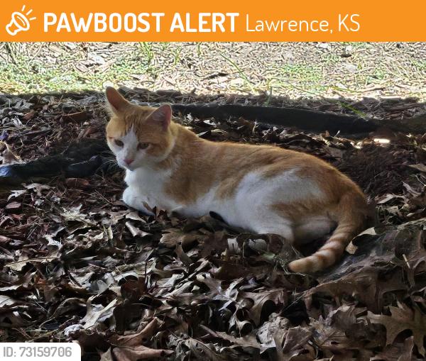 Found/Stray Male Cat last seen Harvard and Monterey Way, Lawrence, KS 66049