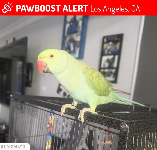 Lost Female Bird last seen 52nd pl and Long Beach, Los Angeles, CA 90011