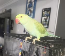Lost Female Bird last seen 52nd pl and Long Beach, Los Angeles, CA 90011