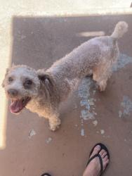 Found/Stray Male Dog last seen 6th and Newport Long Beach Ca, Tustin, CA 92780