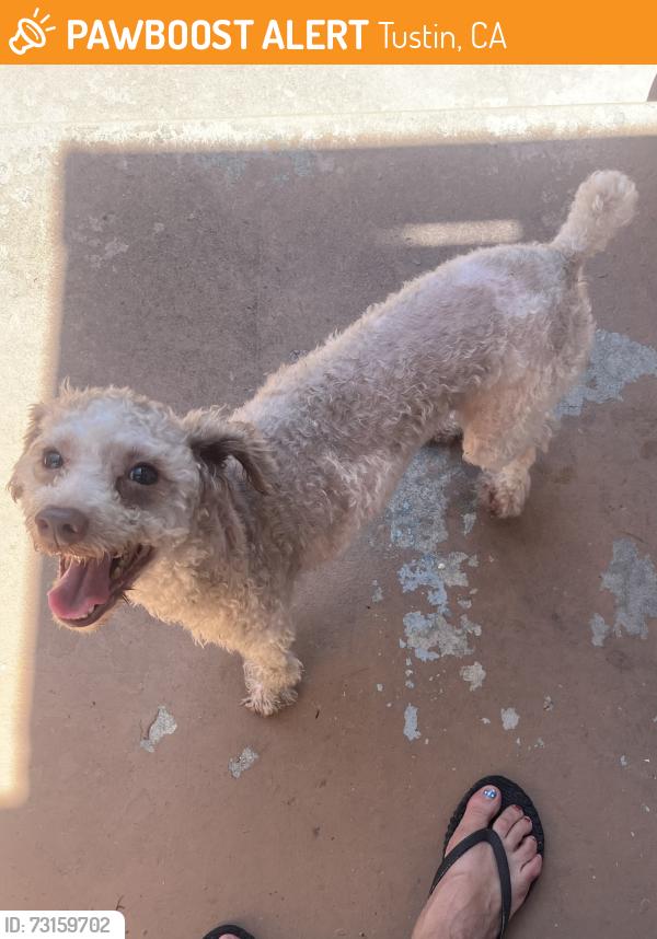 Found/Stray Male Dog last seen 6th and Newport Long Beach Ca, Tustin, CA 92780